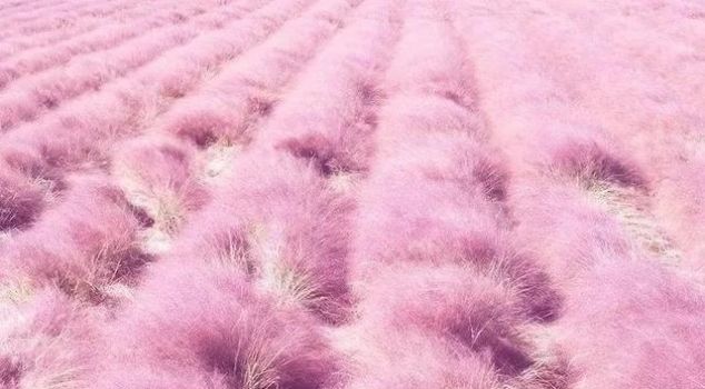 无长假不可怕!周末出发,前往广东的秘密花海!错过再等一年