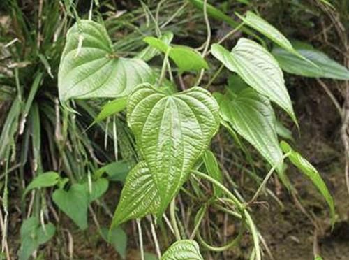 #值钱#户外的1种“植物”,和“杂草”很像,殊不知根茎“值钱”,少见