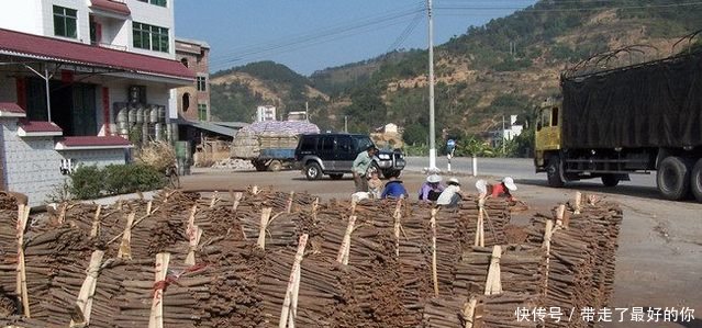 农民种树却只卖皮，每年产值二十多万