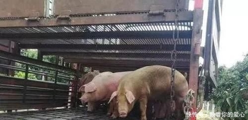  猪舍■不用盖猪舍也能养猪，快来看一下养猪大棚的建设方法吧！