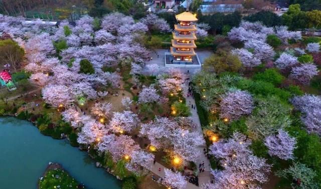  【樱花盛开】国内两大5A级景区，争“世界三大赏樱基地”称号，谁才名副其实？