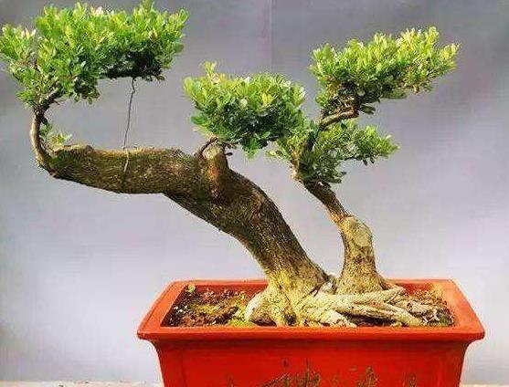  [寓意]讲究的养花人，都养3种花，寓意“发财”，越养越有钱，家大业大