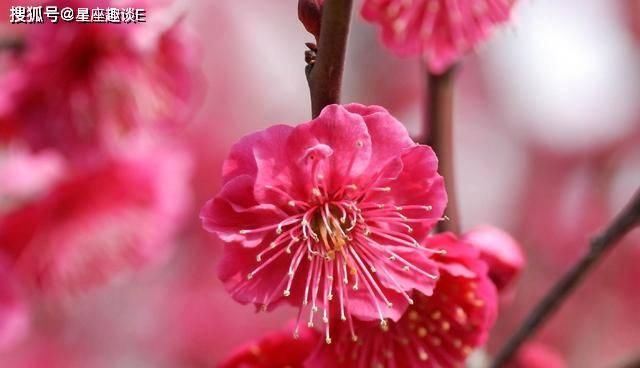  「运势」4.10-20星座运势：金牛突破自我，天秤全心全意，双鱼回归家庭