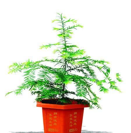  #观赏价值#红豆杉盆景十分具有观赏价值，红豆杉好养护，净化空气效果好