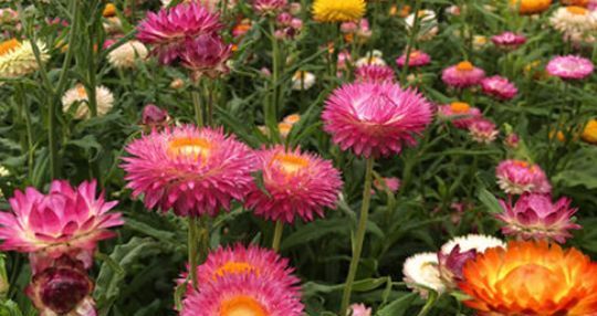  『喜欢』喜欢菊花，那就养盆“麦秆菊”，花色鲜艳，绚丽多彩，观赏性价值极高