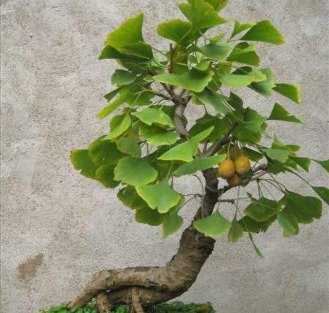  银杏@养棵银杏盆景，秋季天叶子金黄，挂满银杏果