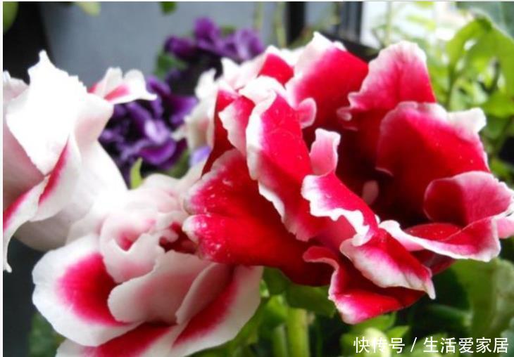 『大岩桐』4种花好养花期长,沾土就活,给点阳光就灿烂,一开就是300多天!