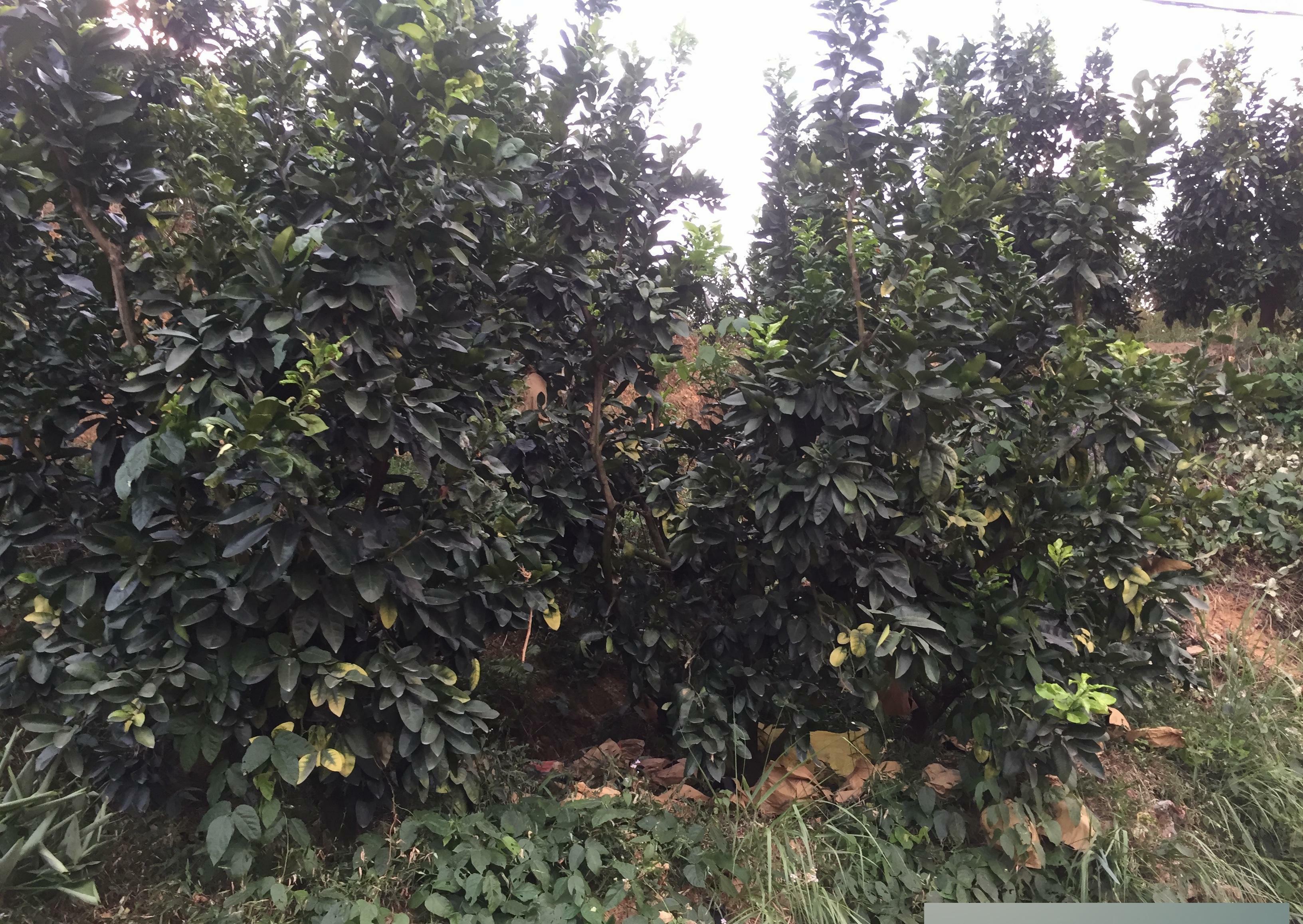  #柚子#9毛2一斤全部低价卖掉，收获万斤不如养头猪，这事要怪谁