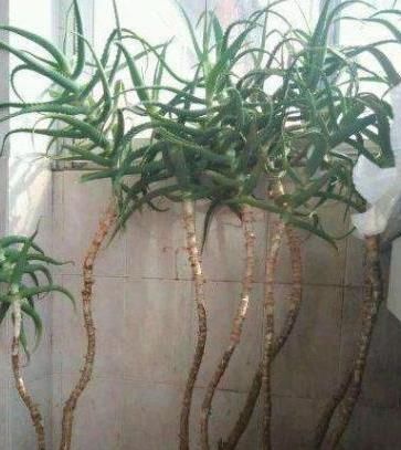  #金枝玉叶#老花匠在家这么做，10年芦荟成老桩，2年马齿觅养成’金枝玉叶’