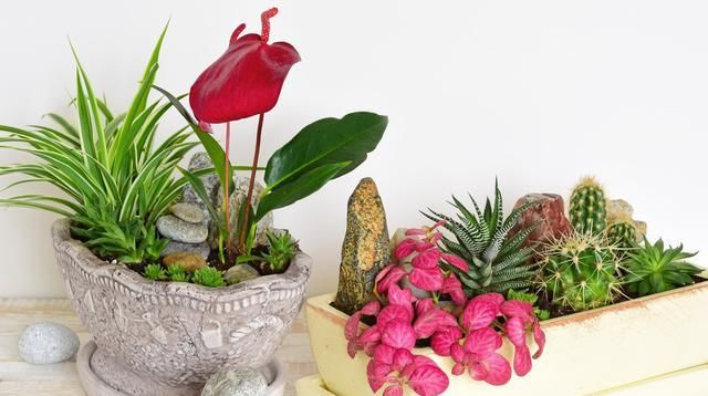  [盆栽植株]花盆里垫点这个，不烂根不黄叶促生长，轻轻松松长满盆