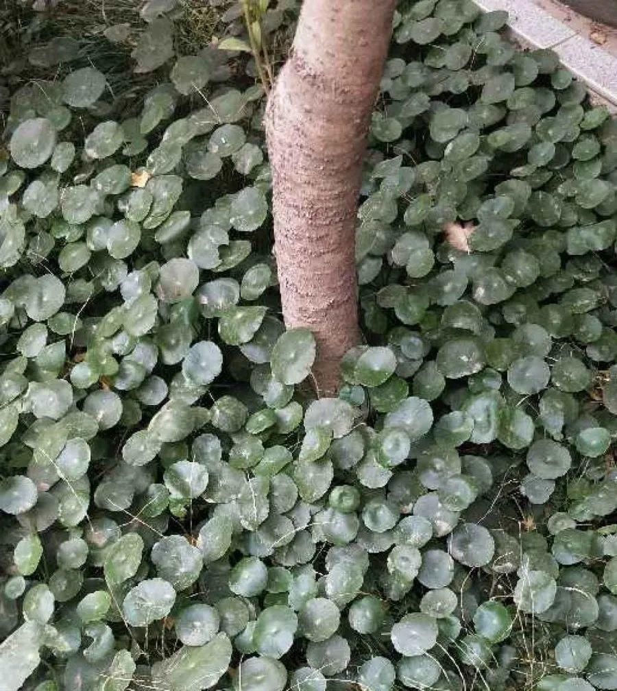  【慎养】这花要慎养，每年砍掉3麻袋，照样蹭蹭长！