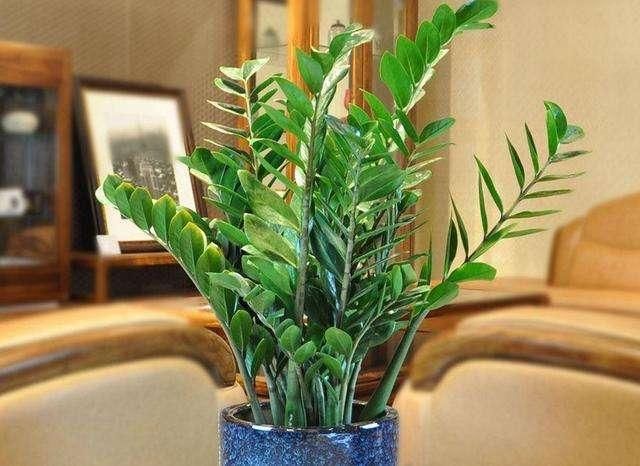 春天:养文竹、金钱树,隔30天喂点“脏东西”,蹭蹭冒“笋芽”