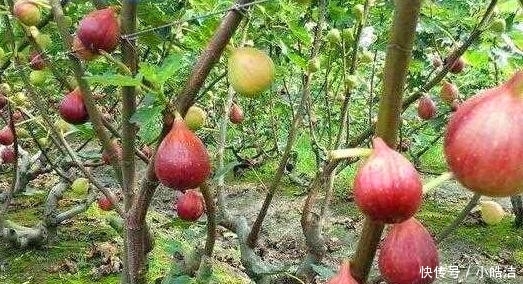  受益@我是无花果，一直被误会没有花，其实我浑身都是宝，早知道早受益