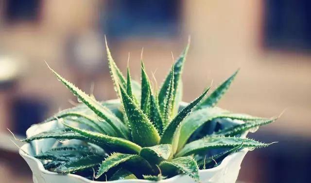 喜欢■这“4种”植物,细菌最不喜欢,好养还能净化空气,大家都在养!
