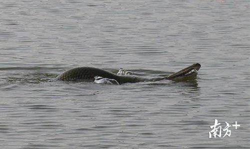 广州白云湖公园“怪鱼”已被捕获，曾引发全城热议