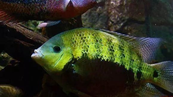  #水族市场上#美洲慈鲷之美，您细品