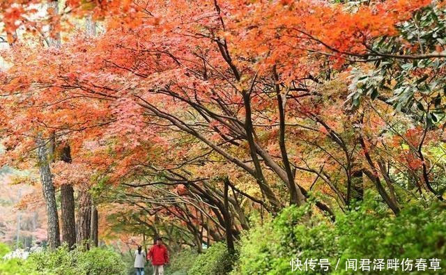 杭州:灵隐路一路飘红 赏红叶已入佳境