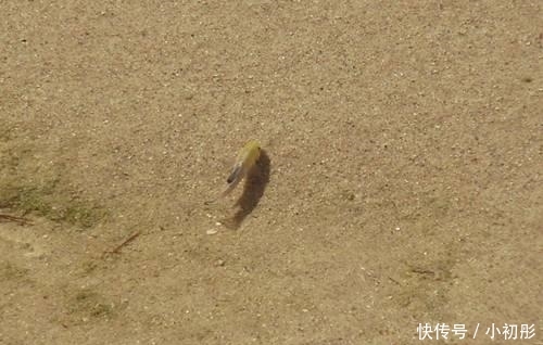 它是世界上生命力最强的鱼, 在沙漠中生活了上万年, 几乎没有天敌