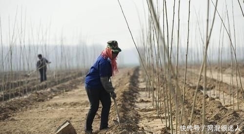  「地上」自家地上种果树好几十年了，为何如今说违法就违法了呢