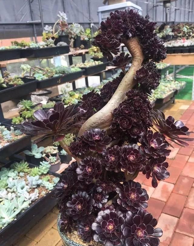  『适合』适合布置成盆景的8种多肉，形态各异，美爆了