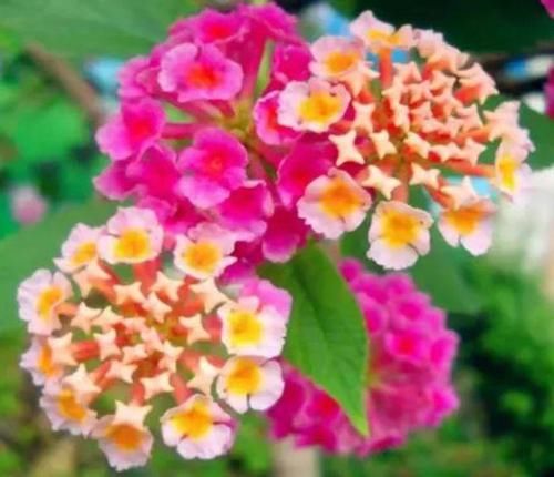  「花园」三种花很漂亮，好养易活能爆盆，花期长达200天，阳台养出小花园