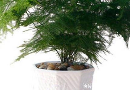  从此|这3种花养在客厅里，空气清新无异味，健康从此多一份保障