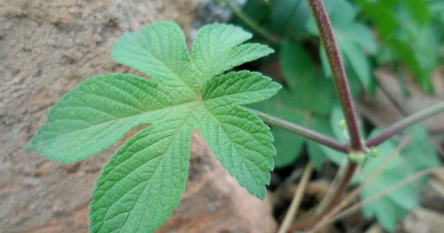  除掉@此物若长在您家路旁，切勿除掉，要重视，因为价值太高了