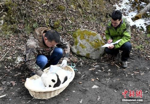  「引种」野外引种产仔的大熊猫“乔乔”及其幼仔被成功回捕