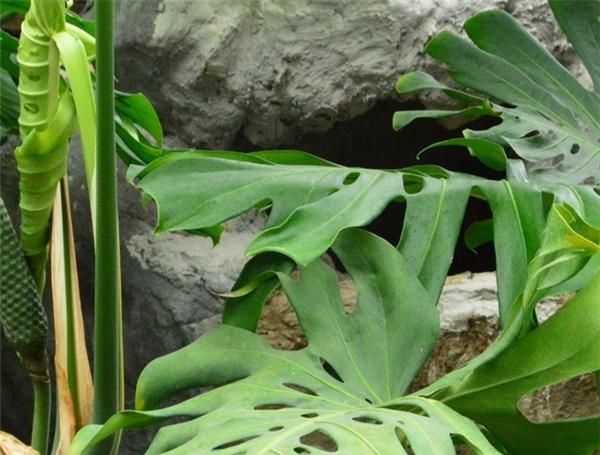  「种植」种植龟背竹以及如何照顾
