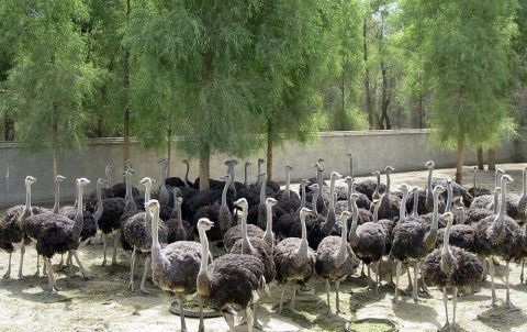  利润|一个蛋200元，一只利润近3万，市场供不应求，养殖新风口？