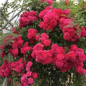  『艳丽』阳台养一盆爬藤花，花色艳丽，花香浓郁，邻居看了都羡慕！