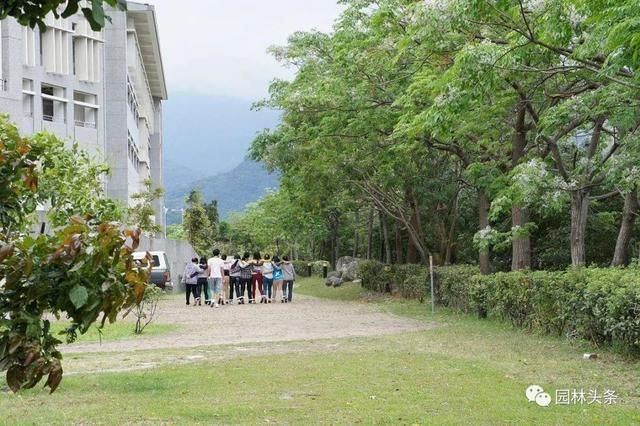 苦楝：这个乡土树种不一般，被誉为“可解决全球难题之树”