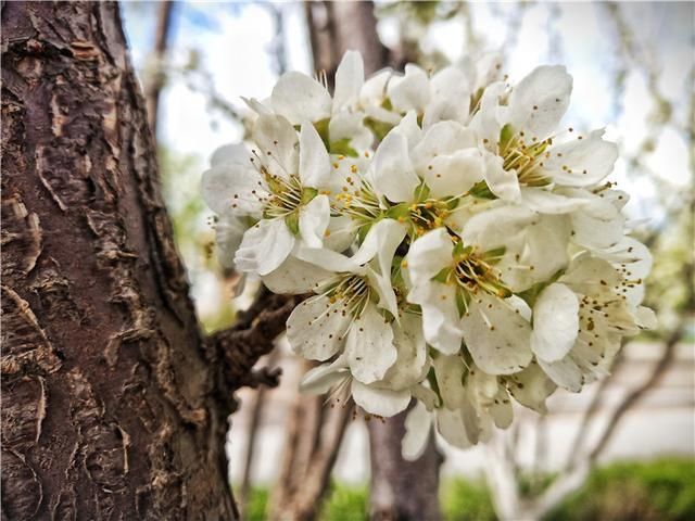 花儿：图集丨?花儿缀满枝头，醉了靖宇山城