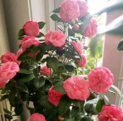  『摆在』养花人要牢记，5种花“喜阴、不喜阳”，摆在窗台，半天就晒黄叶