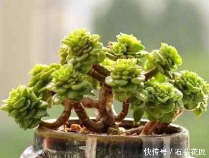 95%的朋友可能没有养过的多肉植物,颜值超高