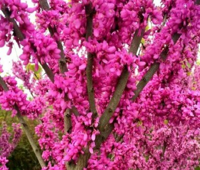 八种开花香气扑鼻的花卉，建议有庭院的朋友定要种上，芳香怡人啊