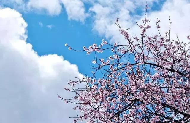 3月最值得去的国内旅行地，有2个很多人没听说过，却有绝美花海！