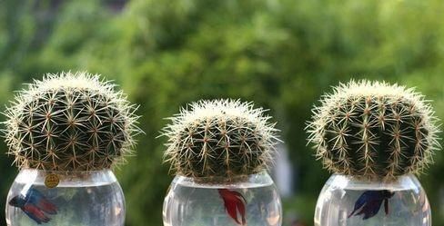  「植物」喜欢水培植物就养这几种，养了保证不后悔！
