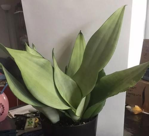 潜质:叶子斑白的白玉虎皮兰,叶片特别大,很有网红植物的潜质