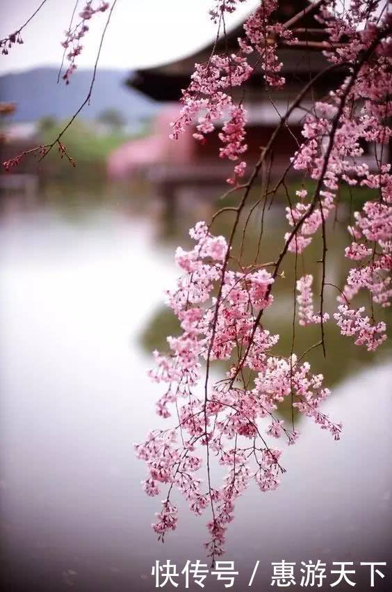 人间三月，桃红柳绿，杏花春雨，最美江南！