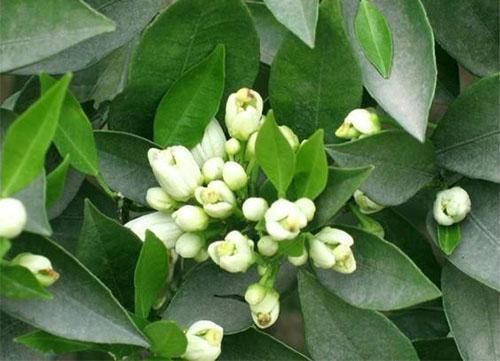 它们在你毛孔里面繁殖又排泄，难怪你的痘痘总是不好，2招搞定