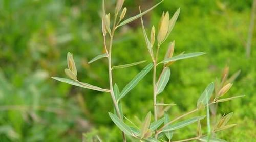  『植物』这种植物叶子晒干后似茶叶，目前十分稀有，市场售价10元一斤