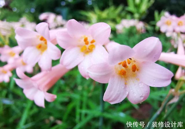  阳光|一根枝条开出一球花，开花快花量大，名叫垂筒花能家养