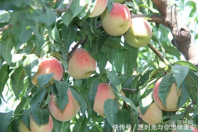 阳信县20万斤富硒蜜桃熟了，等你来采摘