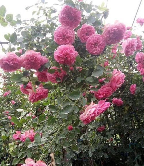  『野蔷薇』种棵“ 玫瑰蔷薇”，爆开10000朵，开成“花房”，四邻八舍都来看