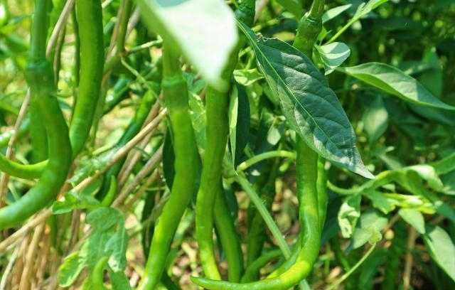  [蔬菜]农民种植一种“最赚钱的蔬菜”，辣味十足，2亩收入20000