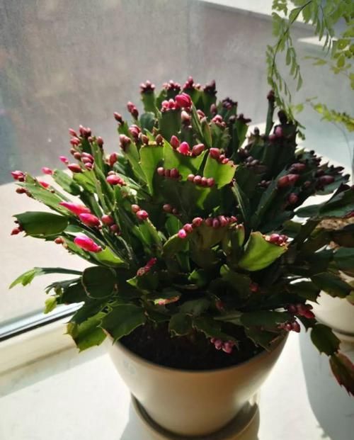  #长寿花#养花记住3个小技巧，茶花再难也能养好，开花多得不见叶！