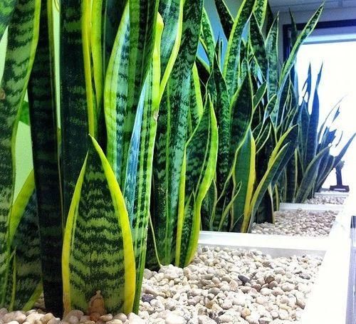  #适合#这些耐阴植物养办公室桌面上很适合，养几年都不会挂