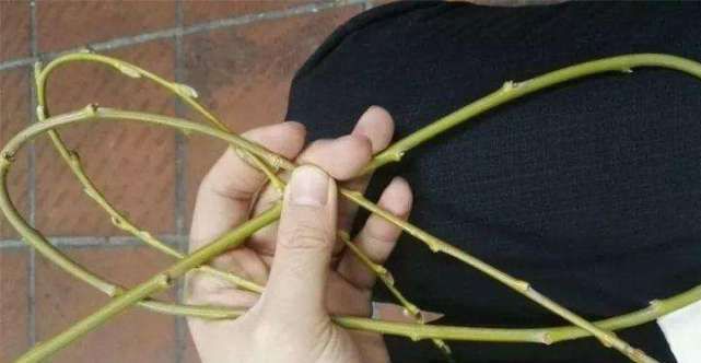  「玩意」绿萝、富贵竹养不好？用上这3种“玩意”，白根狂冒，叶片油汪汪
