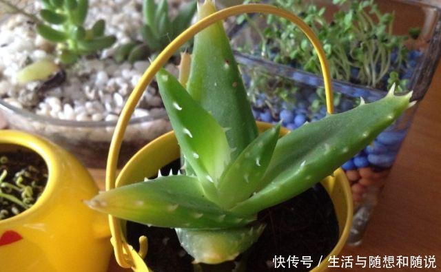  「适合」5种花能在夜间“呼吸”，适合摆在卧室内，可净化废弃，对睡眠好